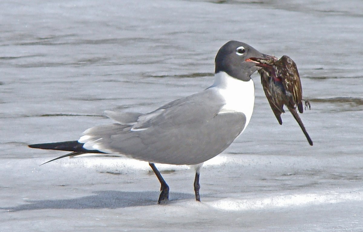 TTFNC's tweet image. 2 new #NatureNotes published #openaccess in our #LivingWorld journal, each documenting birds preying on other birds in #Tobago. Member Matt Kelly observed a Great #Egret killing &amp;amp; eating an Ani + a Laughing Gull eating an Elaenia.😮
ttfnc.org/livingworld/in…
ttfnc.org/livingworld/in…