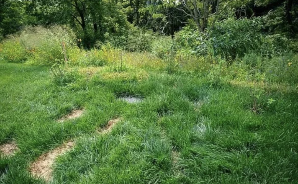 AmoneyResists's tweet photo. When you had so much love for your first wife, you have her ashes buried in a casket—that for some reason took 10 men to carry—on one of your golf courses to avoid additional taxes and fees, and allow it to become overgrown and practically invisible within a little over a year: https://t.co/xlxoWo9cMk