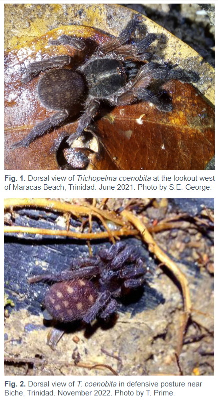 Did you know we have at least 7 species of #Tarantula in #TrinidadandTobago? 🕷️

This new #NatureNote in our #LivingWorld journal adds to our knowledge of the ecology &amp; behaviour of one of the rarest species - Trichopelma coenobita. 

Read more here: ttfnc.org/livingworld/in…