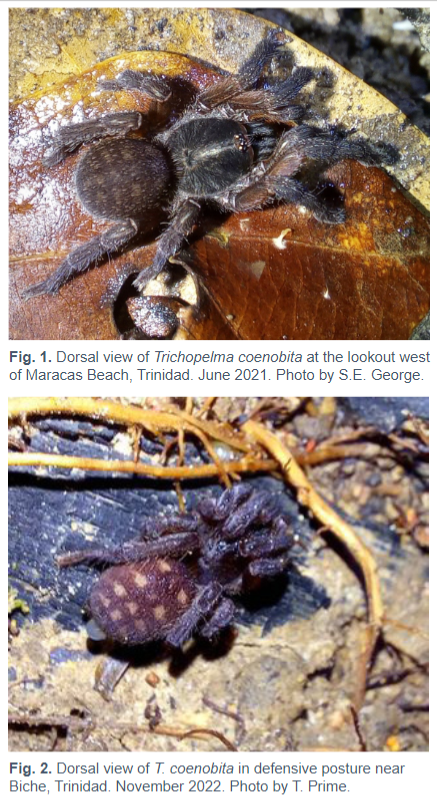 Did you know we have at least 7 species of #Tarantula in #TrinidadandTobago? 🕷️ This new #NatureNote in our #LivingWorld journal adds to our knowledge of the ecology & behaviour of one of the rarest species - Trichopelma coenobita. Read more here: ttfnc.org/livingworld/in…