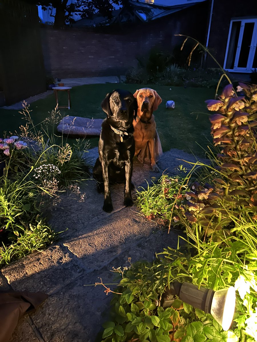 Just love these boys! Their loyalty is beyond anything I’ve known ..Tomorrow I’m putting myself through an intense 4 week exercise plan … I’m looking to lower my cholesterol.. my blood 🩸 pressure &amp; increase my VO2 max …not increasing medication 💊 <a href="/ShrillaB/">Dr Shrilla Banerjee MD FRCP 💙</a> follow my journey!