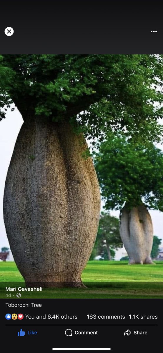 helluvannette's tweet photo. I think this tree knows Nick Cannon 😂😂😂💀💀💀 https://t.co/iftH3OTbUd
