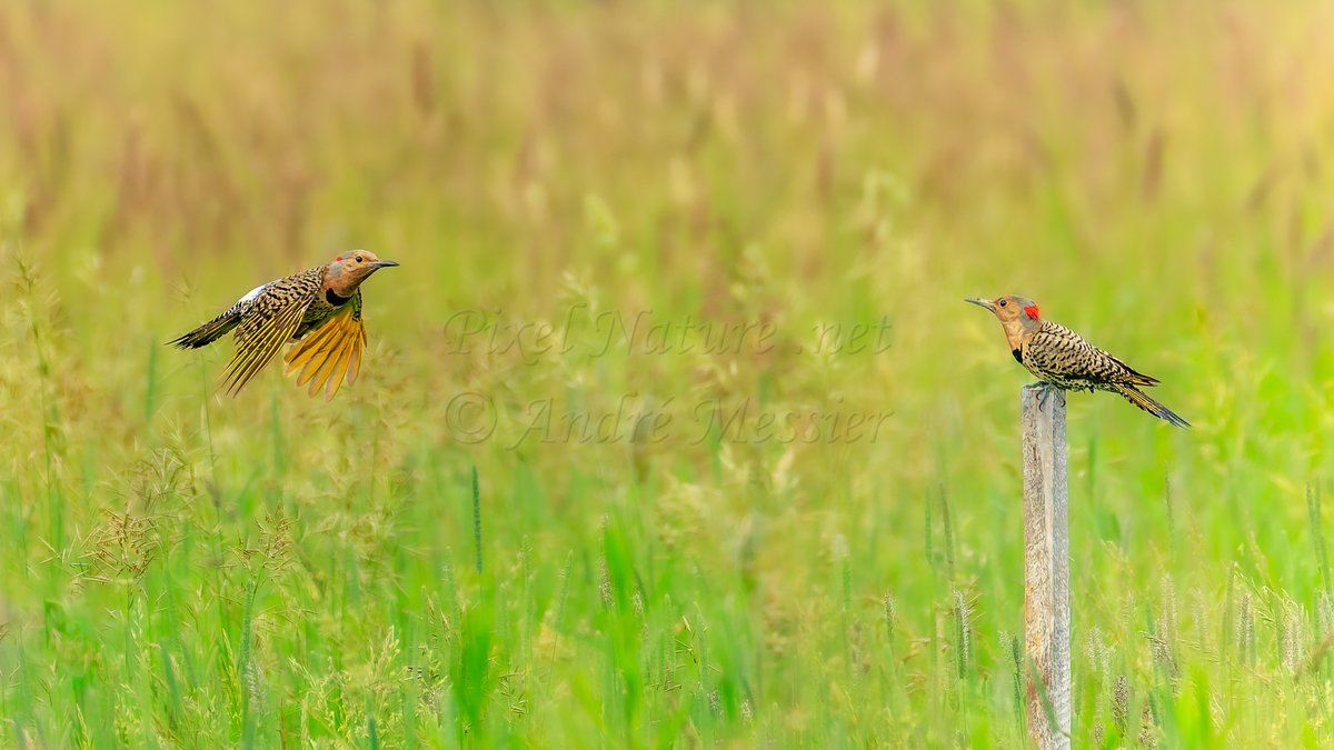 PixelNaturenet's tweet photo. #OrnithoQc #OrnithoChaudApp  Le Pic flamboyant (Northern Flicker) #Bird #Birds #Birding #Birdwatching #Ornithology #NaturePhotography #naturesbestphotography #beautifulcanada #BirdPhotography #Oiseau #Ornithologie https://t.co/UsnAE4n9kO