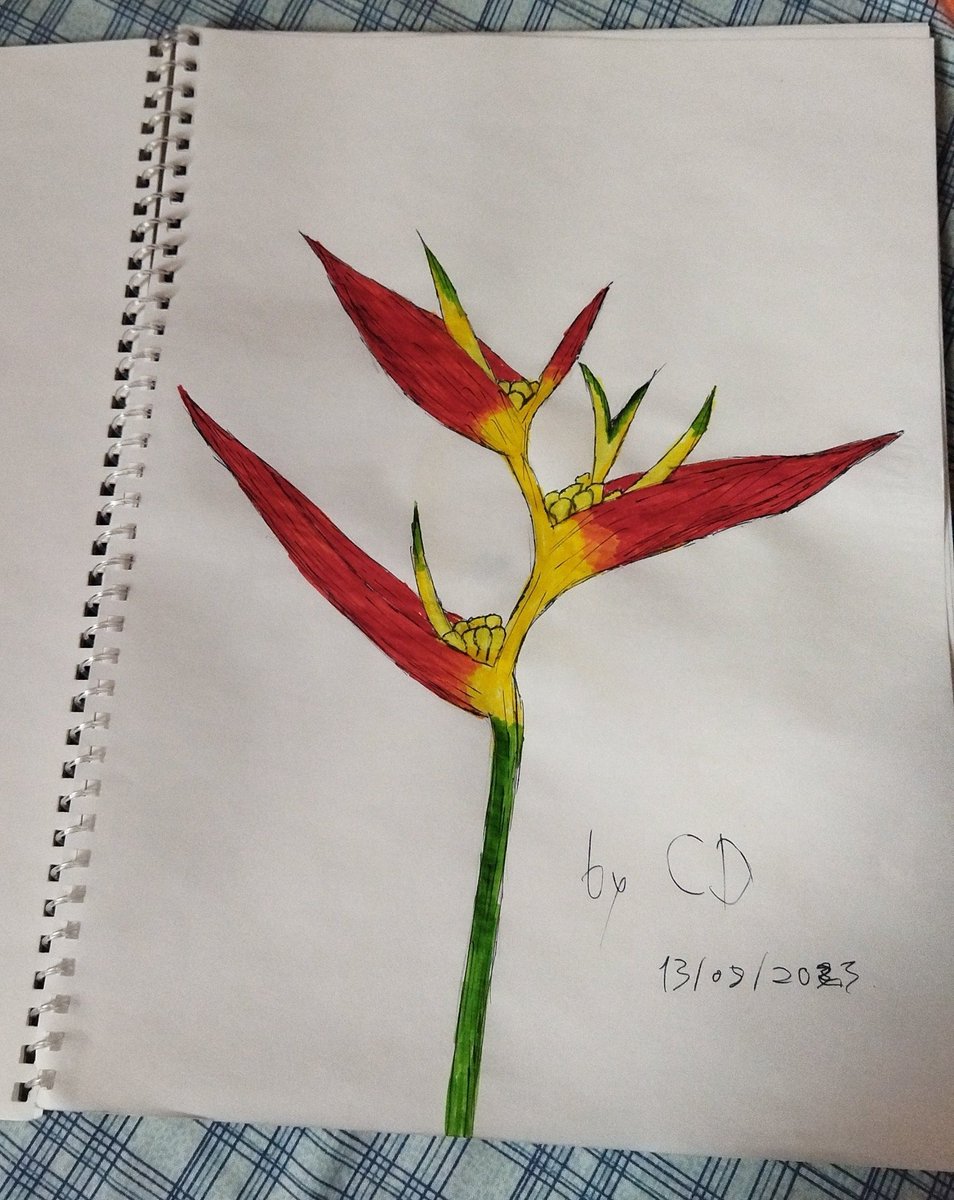 Drawing by CD 

#ArtOfTheDay #ArtInspiration #ArtistsOnTwitter #ArtCommunity #ArtShare #ArtWorld #Flashlight  #art #arte #artist #artwork #painting #drawing #illustration #collage #goodart #CD #ArtbyCD #Flowers #exoticflowers