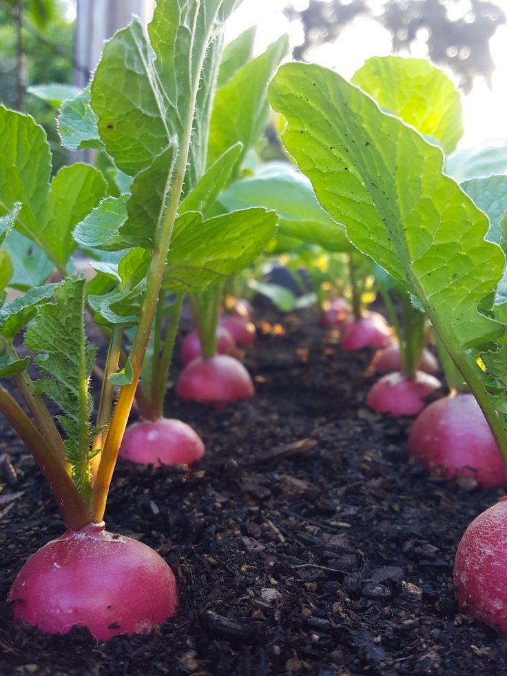Farm quiz of the day.
Which crop is this?