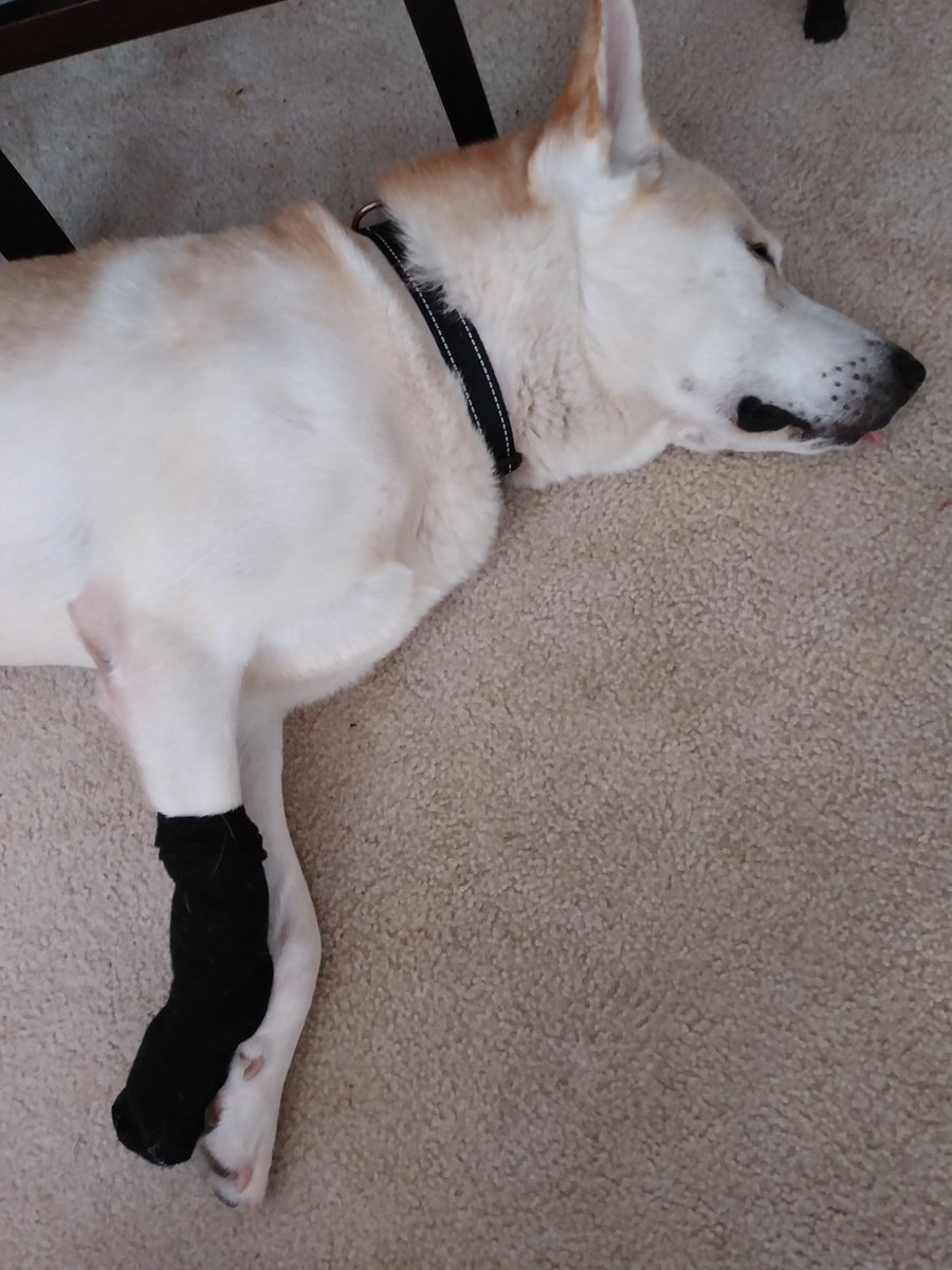 mapleveewesem's tweet photo. We are hoping Tobi's sore heals soon so we can let him loose at the dog park again - he is SOOO good there &amp; loves it so. He ripped up the original bandage in 2 days so it's re-bandaged with a child's sock over it. 
#A5559115 https://t.co/FEAcAdB4hG