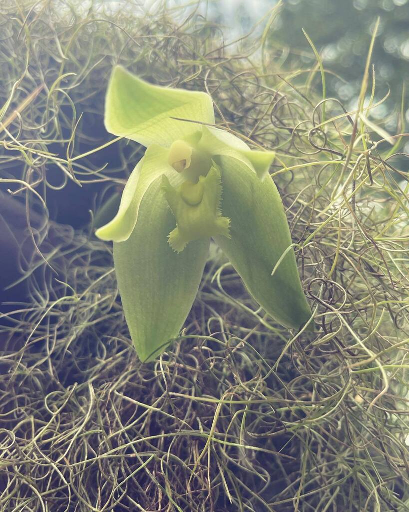 #Sudamerlycaste dyeriana #sudamerlycastedyeriana #lycasteorchids #orchids #orchidspecies