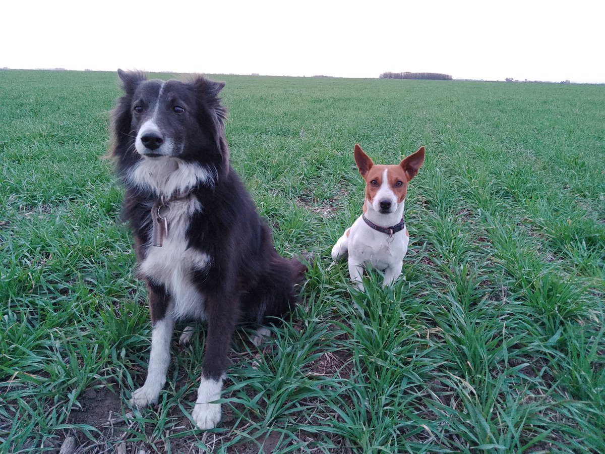 Después de cumplir con el deber cívico, nos damos una vuelta por el campo. Viene linda la fina... Camelina, Cebada Montoya y Trigo Bag620