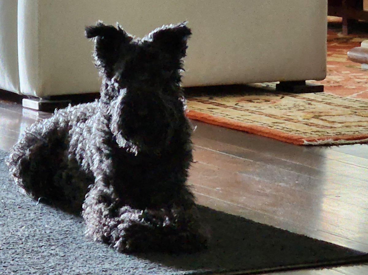 ginadibee's tweet photo. a study in fluffy wooly shadow & light
❤🍀#KerryBlue #Terrier https://t.co/y08sQAZUP7