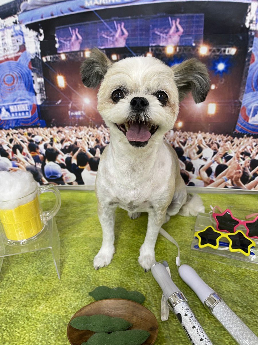 ikkeichin's tweet photo. おはようございます☀
フェスでフィーバーしてきましてん‼️ビール🍺🫛3150❣️
by百獣の福ちゃん🐶

#ペキチー
#チワワ
#ペキニーズ
#犬のきもち
#ドッグアミューズメント迎賓館
#dog
#犬のいる暮らし
#犬ずきさんと繋がりたい
#ワンピース
#百獣海賊団 https://t.co/KsRwovNOUN