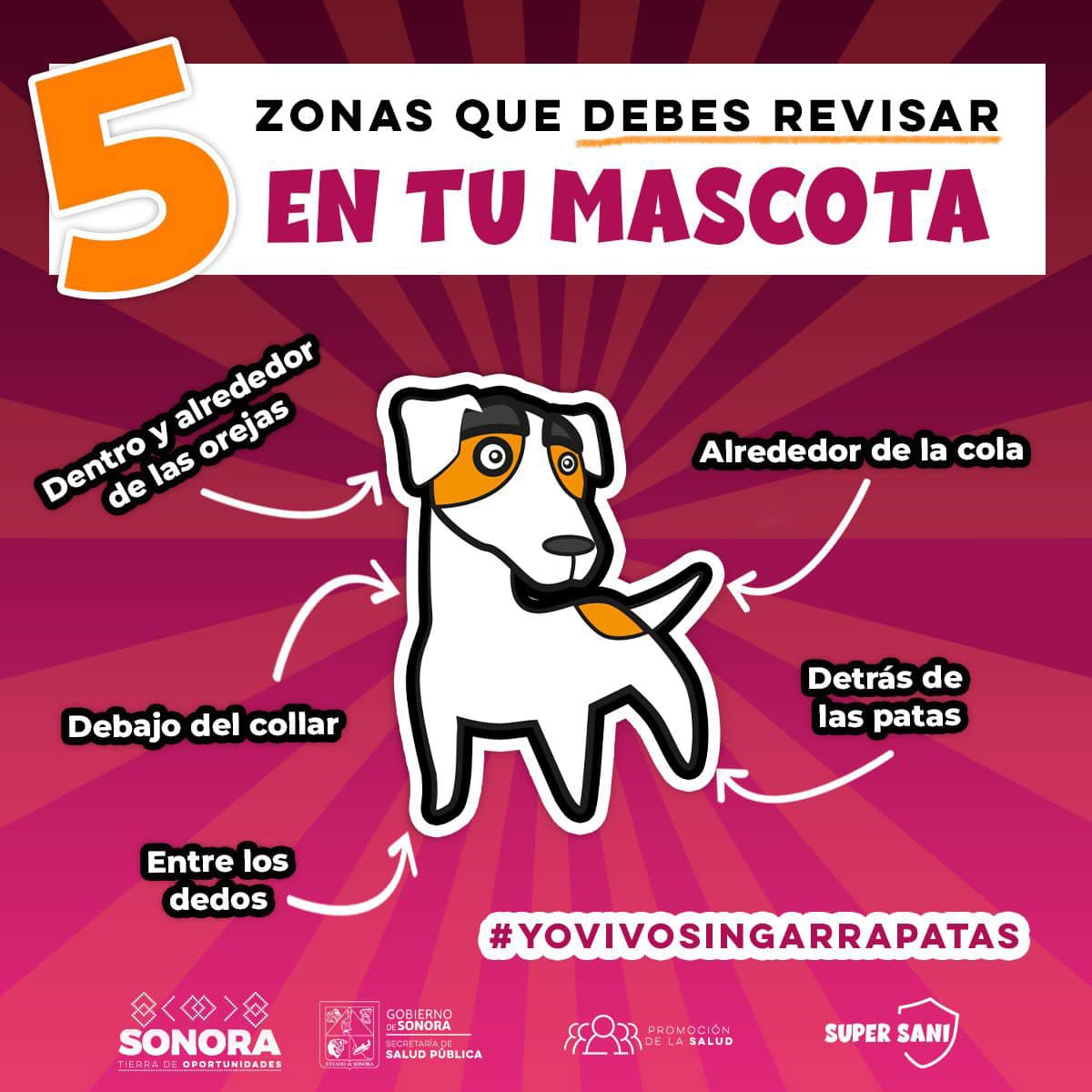 ssaludsonora's tweet photo. ☑️ 5 zonas que debes revisar en tu mascota para prevenir la presencia de garrapatas en su cuerpo: 

Dentro y alrededor de las orejas, alrededor de la cola, debajo del collar, detrás de las patas y entre los dedos. 

#SaludSonora
#YoVivoSinGarrapatas. https://t.co/58N0Uwf05O