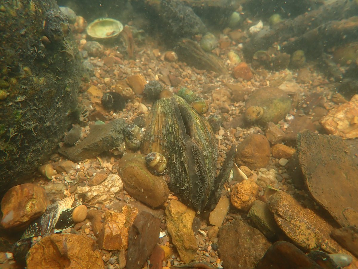 How many live mussels do you see in this picture? 🤔🧐