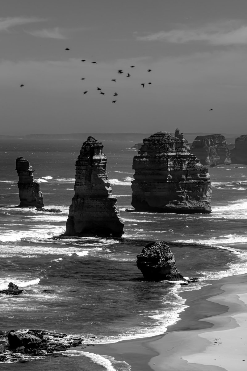 The birds were unplanned. #photography #birds #greatoceanroad #monochrome #blackandwhite #the12apostles #Coast #Ocean #Nature