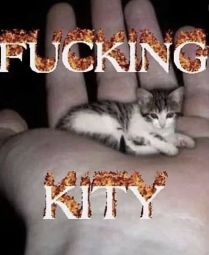 Posts Of Cats tweet media