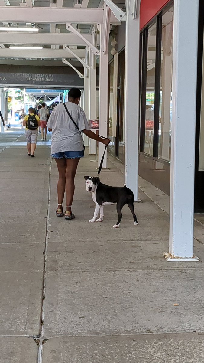 animalsbehaving's tweet image. #dogs #dogsofnyc #nyc #summersidewalks #dogtown
