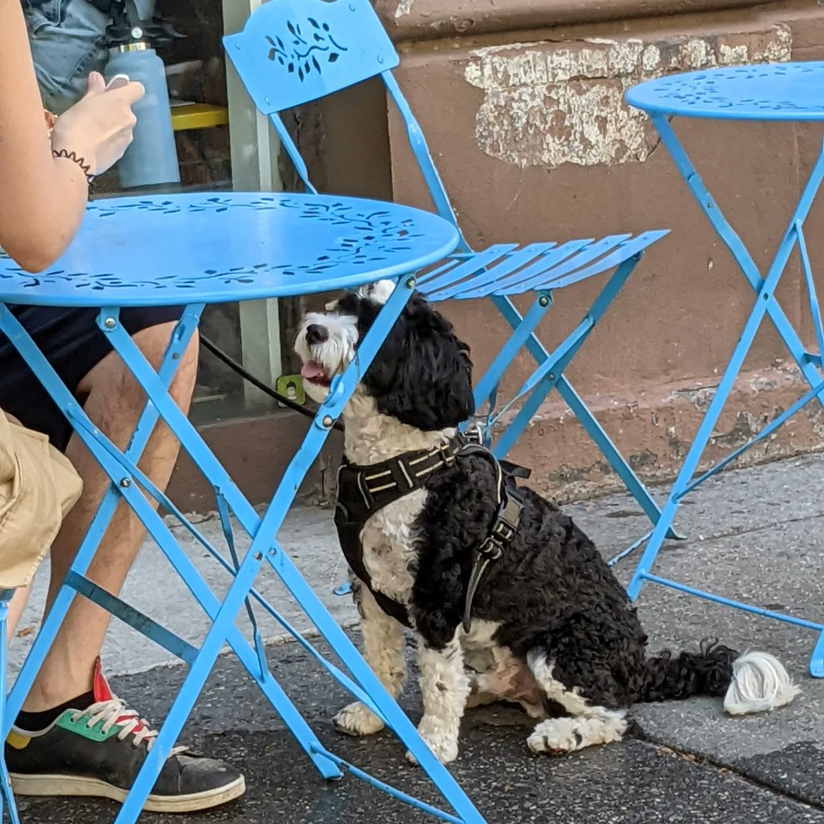 animalsbehaving's tweet image. #dogs #dogsofnyc #nyc #summersidewalks #dogtown