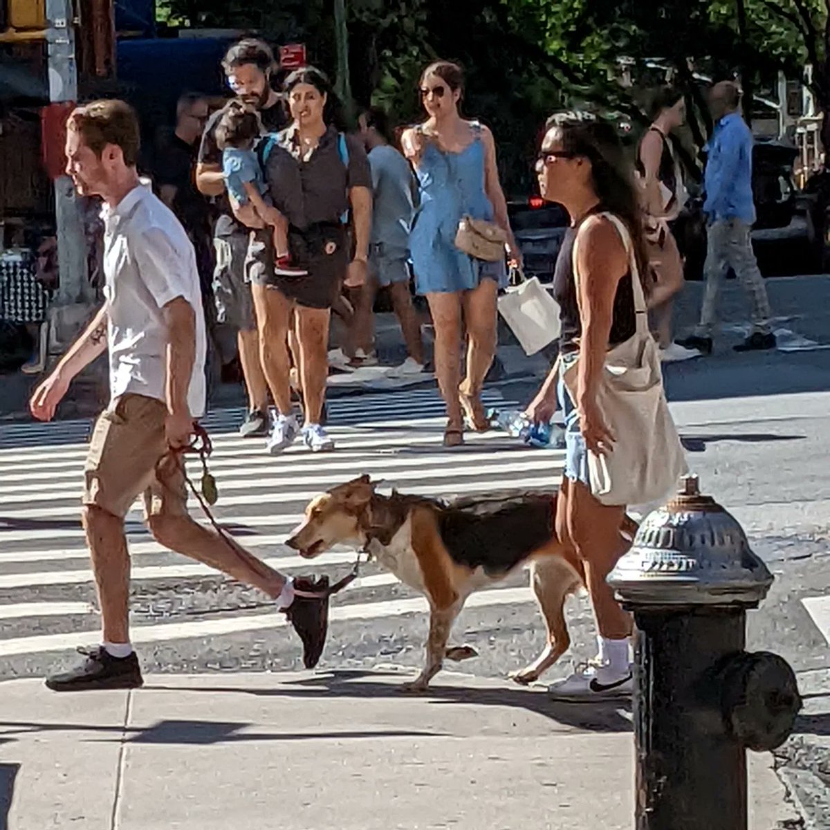animalsbehaving's tweet image. #dogs #dogsofnyc #nyc #summersidewalks #dogtown