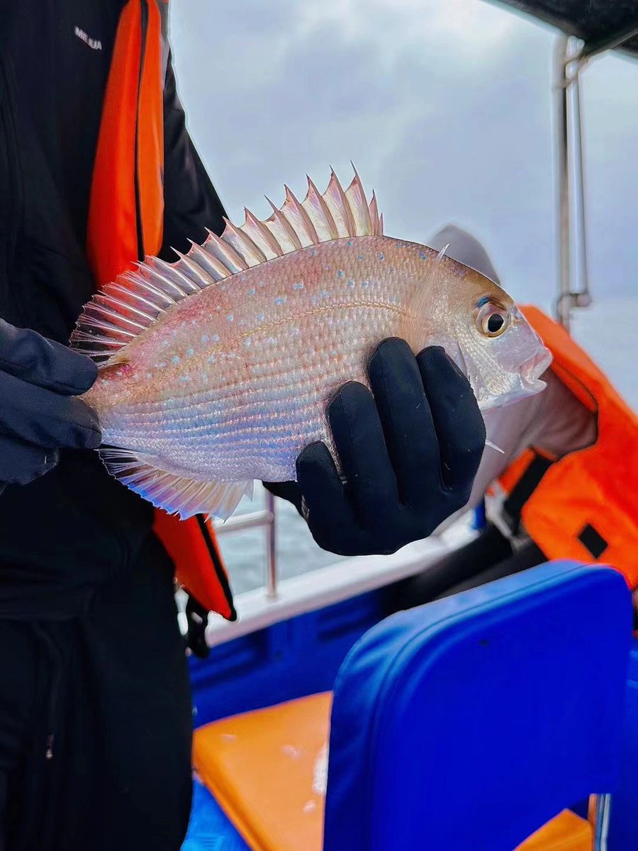 VeraaaYang's tweet image. I'm going to be the woman who conquers the sea.
Anyone want to join me?

#Seafishing
#Hooks
#Fishinggear
#Fishfarming
#Seaside
#Speedboatfishing
#Fishingtournaments
#fishing