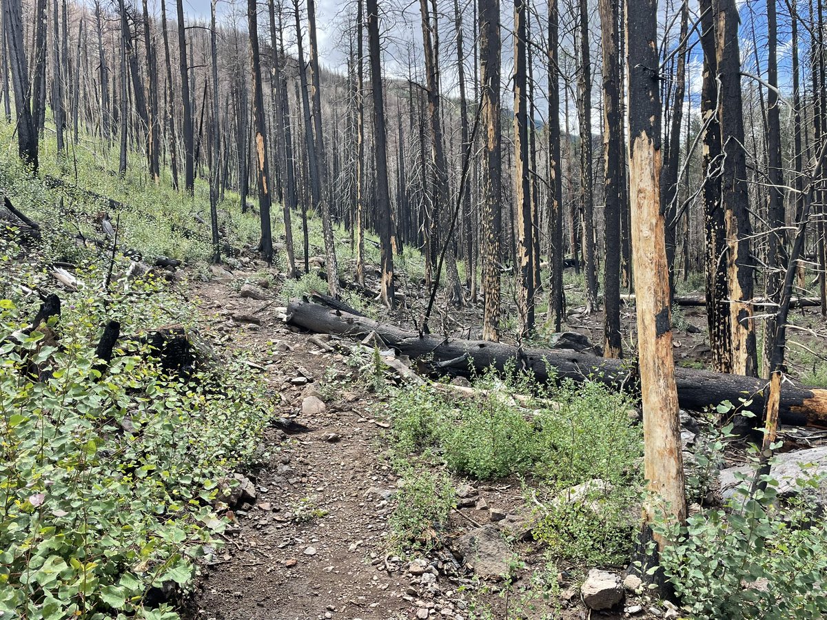 WendyRogersAZ's tweet photo. Heading home now to Historic Route 66 after our 6-mile hike inspecting fire damage! A shoutout to my colleague of #LD6 @theresahathl2 https://t.co/7ogW1fjGYB