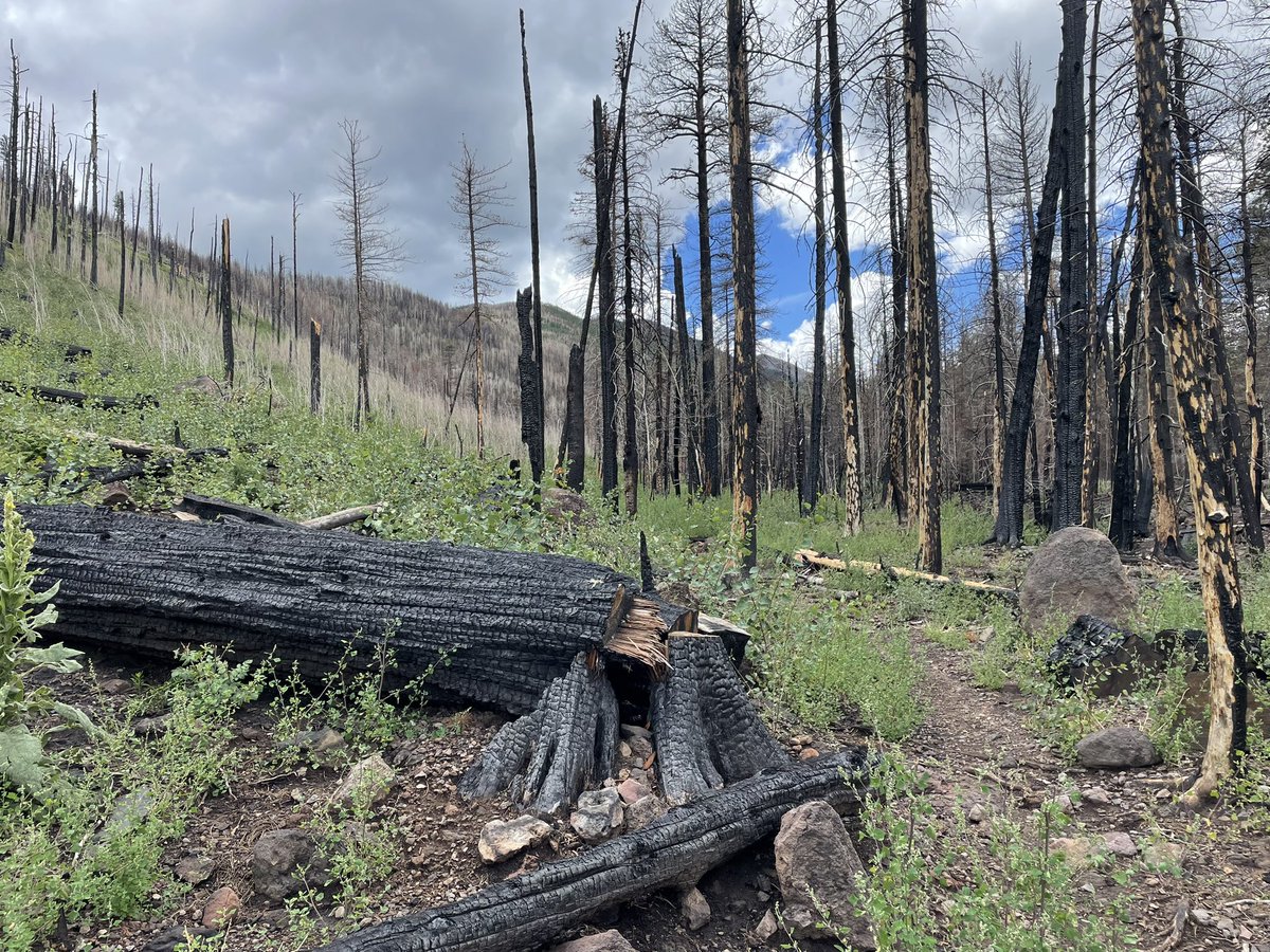 WendyRogersAZ's tweet photo. Heading home now to Historic Route 66 after our 6-mile hike inspecting fire damage! A shoutout to my colleague of #LD6 @theresahathl2 https://t.co/7ogW1fjGYB