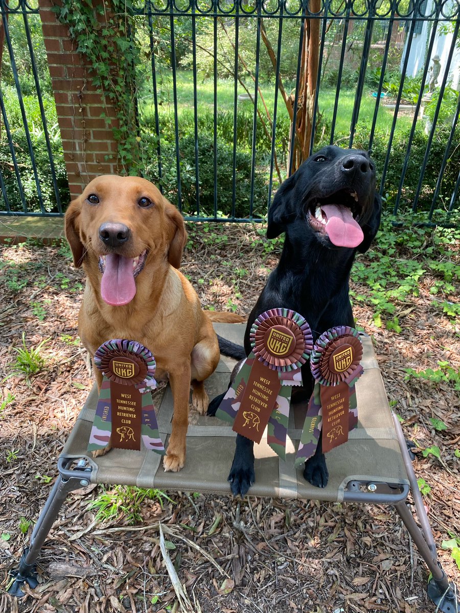 CurtisBen's tweet photo. It was hot today at West Tennessee HRC.  But these girls got it done.  Finished pass for Rosie and two started passes for Gracie. https://t.co/TXSr18vjVa