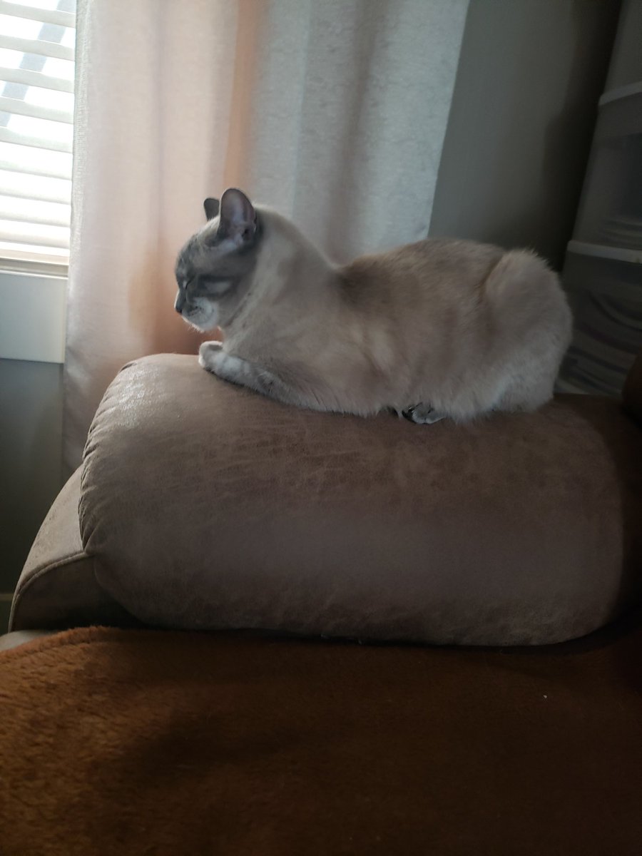 jakerabbitt's tweet photo. @catshouldnt Loaf in sun https://t.co/gjmydJfWFx