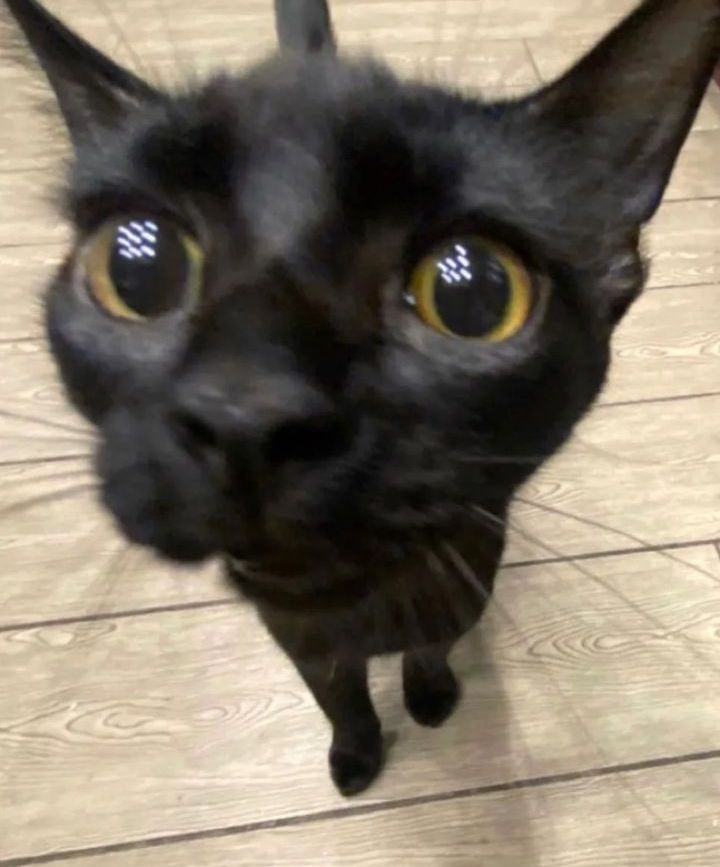 El negrito de la casa