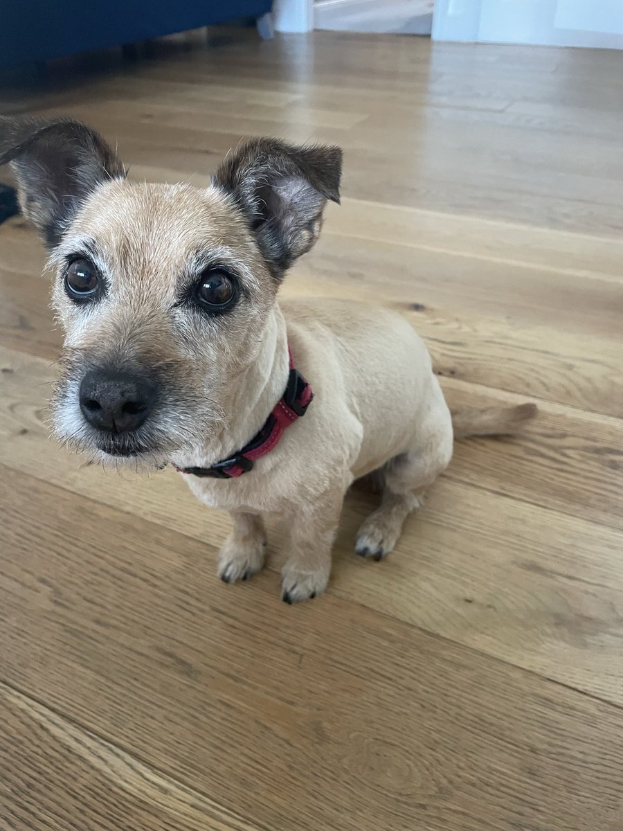 Sallypunch's tweet photo. @AldiUK This is Ruby, she would like to be entered into the small category. She is a pensioner at 13, a little grey around the face but still super cute #EarlsPooches https://t.co/GJpu7KeuW9