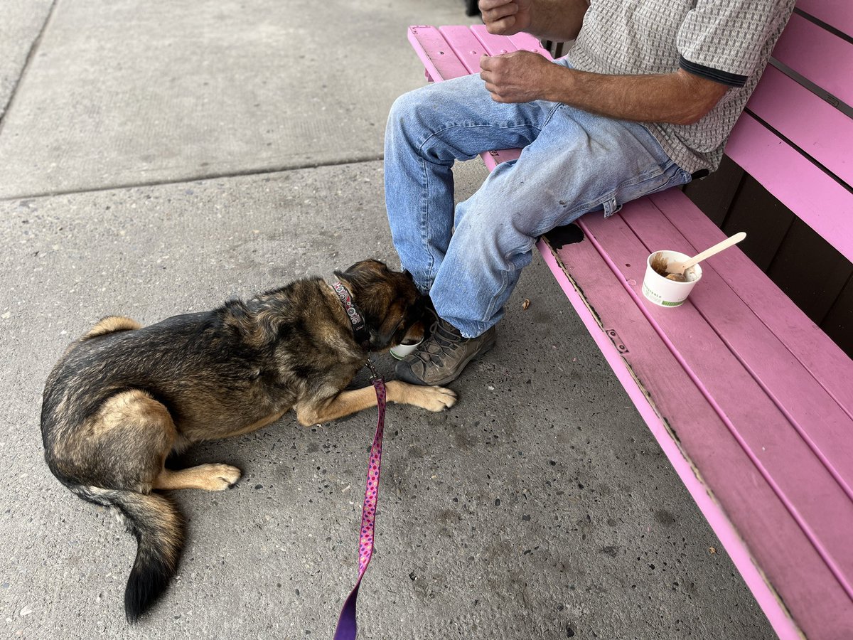 gigoodog's tweet photo. Enjoying a delicious vanilla pup cup @LicsIce! https://t.co/HYpxIk105t