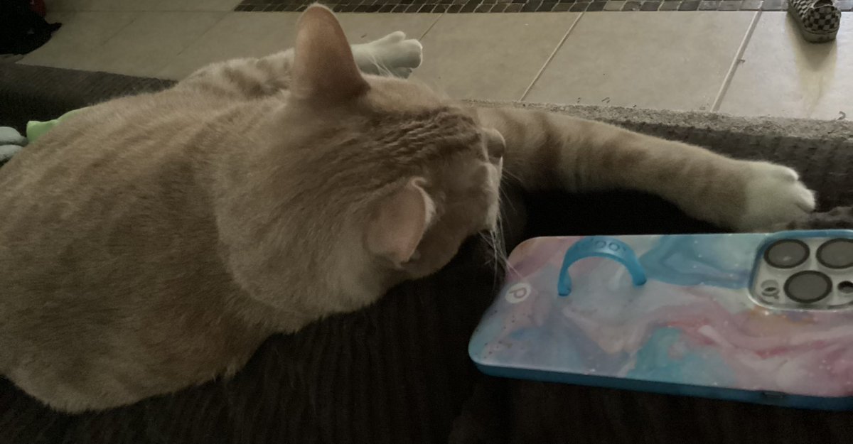 My cat Loki has been in his folklore era since day one of being alive.  But only if it’s the long pond studio sessions.  He’s a mirrorball girlie   <a href="/taylorswift13/">Taylor Swift</a> <a href="/taylornation13/">Taylor Nation</a> he really needs to have a play date with mother and her kitties 🩵🩵🩵🩵