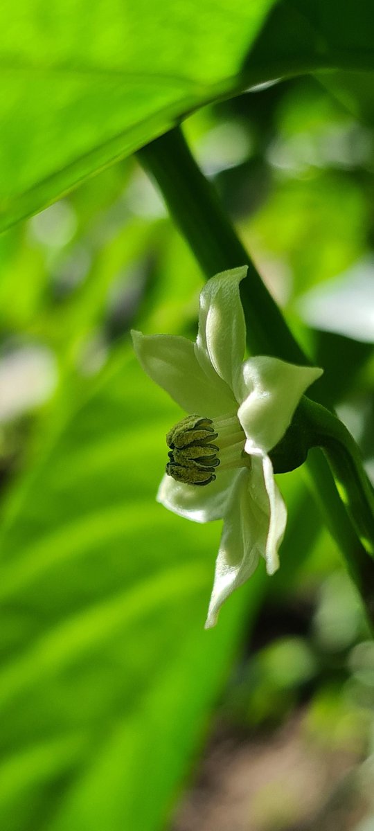onnelysmosquera's tweet image. #flor #pimento #huerta 🥰
