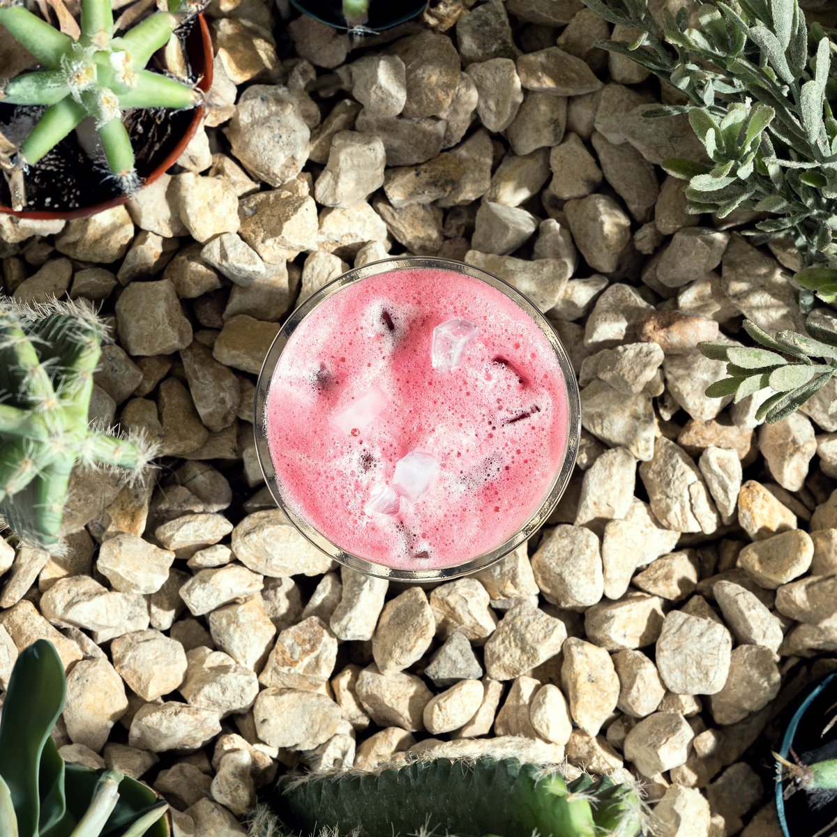 Cacti cafe | كاكتي كافيه tweet media