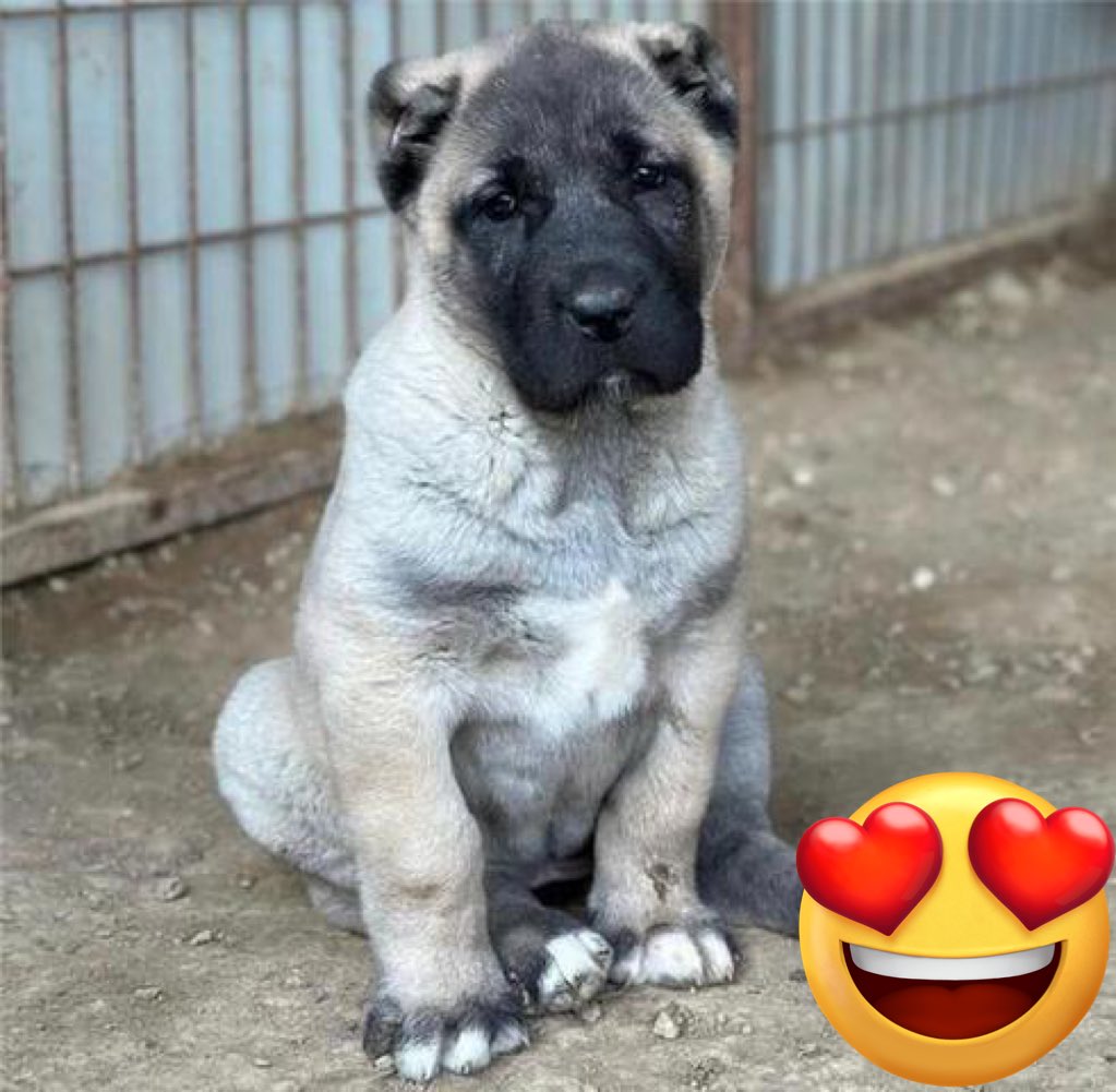 astrixp's tweet photo. @HugoPericop5 @elmayi @momentoviral Si es kangal turco https://t.co/JQnVbujYZq