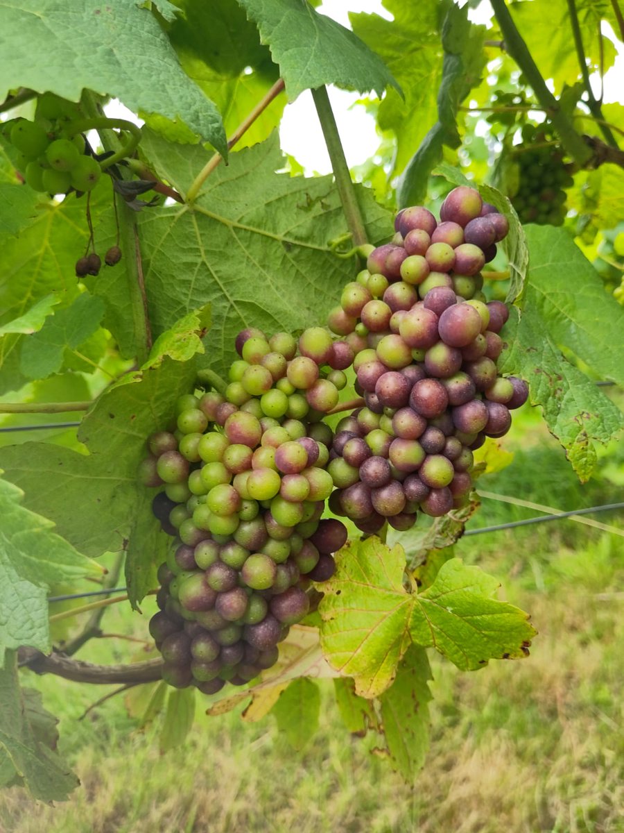 LooeValley's tweet photo. Pinot Noir has reached veraison, when the grapes start to ripen. A great time to visit us at #looevalleyvineyard for a #tourandtasting if you're in the #looe or #liskeard area https://t.co/xWbJQH9JsD