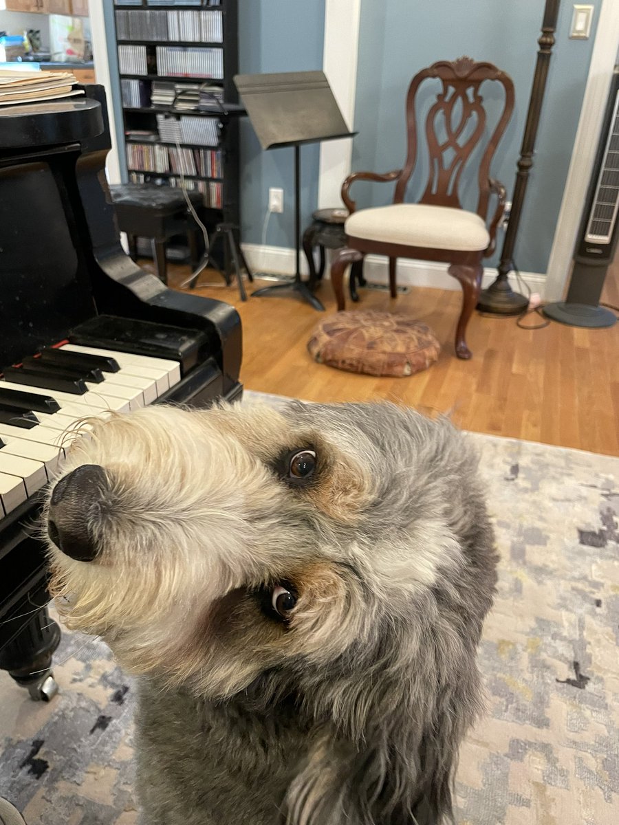 Lewinpiano's tweet photo. View from the bench 🐕‍🦺 https://t.co/GZRcaKeGON