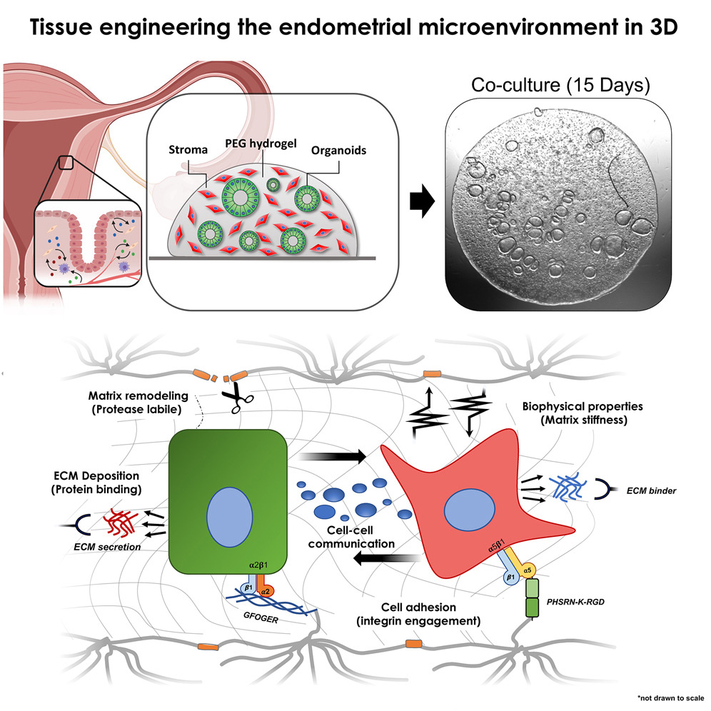 CellPressNews's tweet photo. Scientists have developed a synthetic extracellular matrix (#ECM) that can support the growth of an endometrium organoid in vitro for at least two weeks.

Read more in @medcellpress: https://t.co/uJKdda5bLd

@LindaGGriffith1 https://t.co/TpSkJmpib8