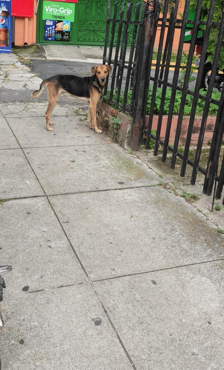 ApadrinaColitas's tweet photo. #ServicioSocial
#casoExterno
Este perrito lo an abandonado ae encuentra en
Esta en Residencial Altos de Santa Monica, Santa Tecla
2229-7831
@HenryFloresST
@SantaTeclaSV https://t.co/oKBikx5vF3