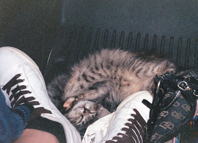 Sandy baby nugget ☀️ https://t.co/Si3pzYYvlX