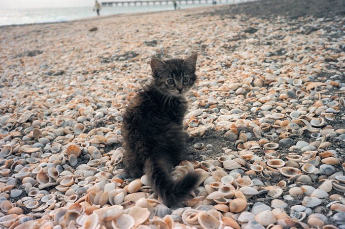 Sandy baby nugget ☀️ https://t.co/Si3pzYYvlX