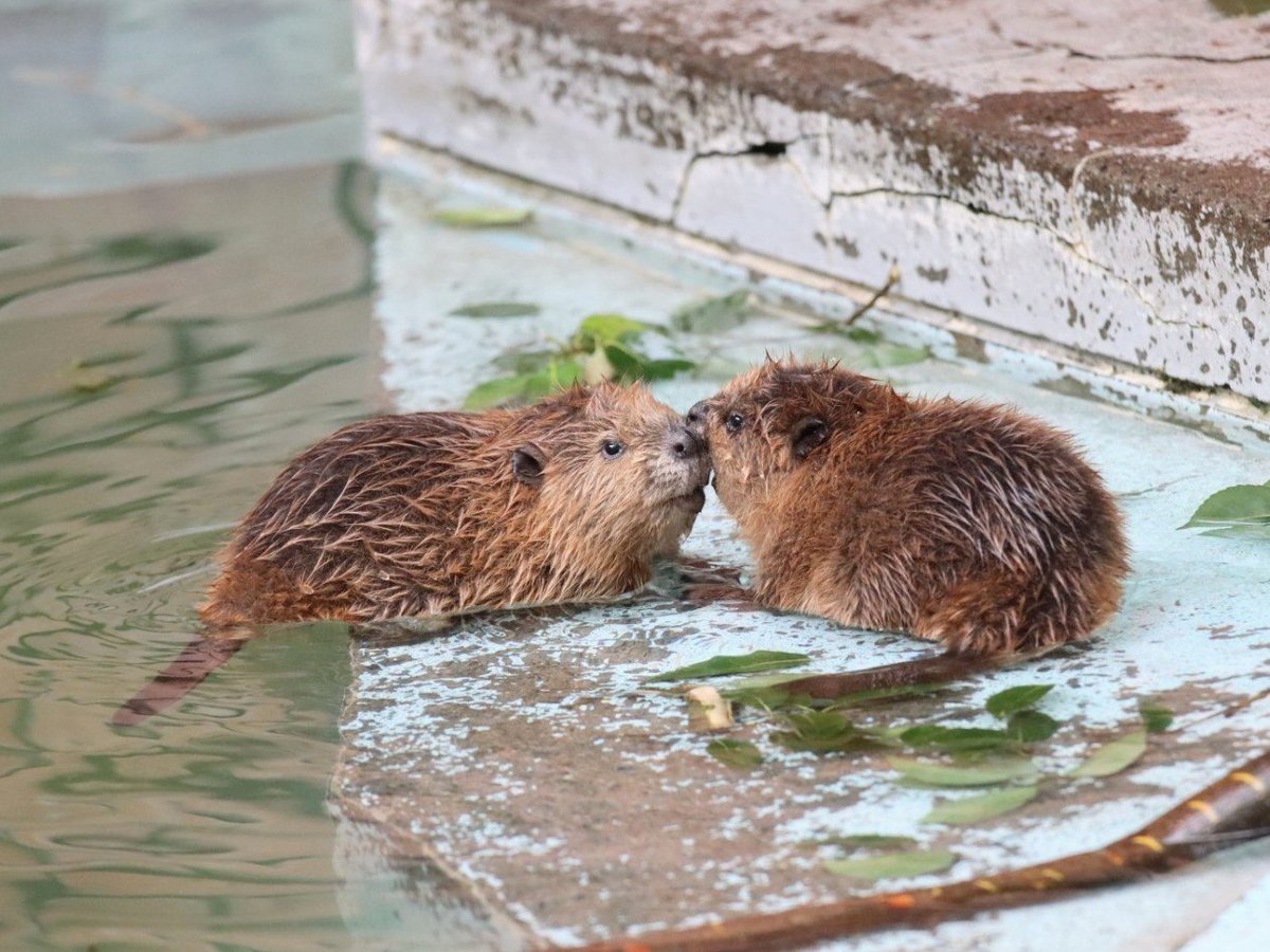 赤ちゃんビーバーの名前が決まって 「ぽんぽん」くんと「ぷかぷか