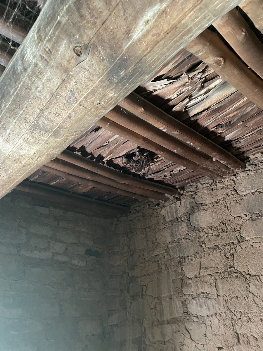 jkerr50's tweet photo. Exploring the ruins at Aztec National Monument I came across a colony of bats.
#authorlife #bats #writerslife #aztecnationalmonument #batcolony https://t.co/qldXw0u1fa