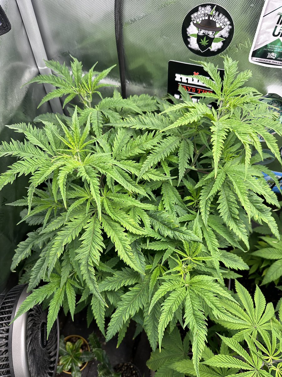 Y’all like ‘em freaky?

<a href="/Mmemberville_/">#Mmemberville Community 🍃</a> 

#growyourown
