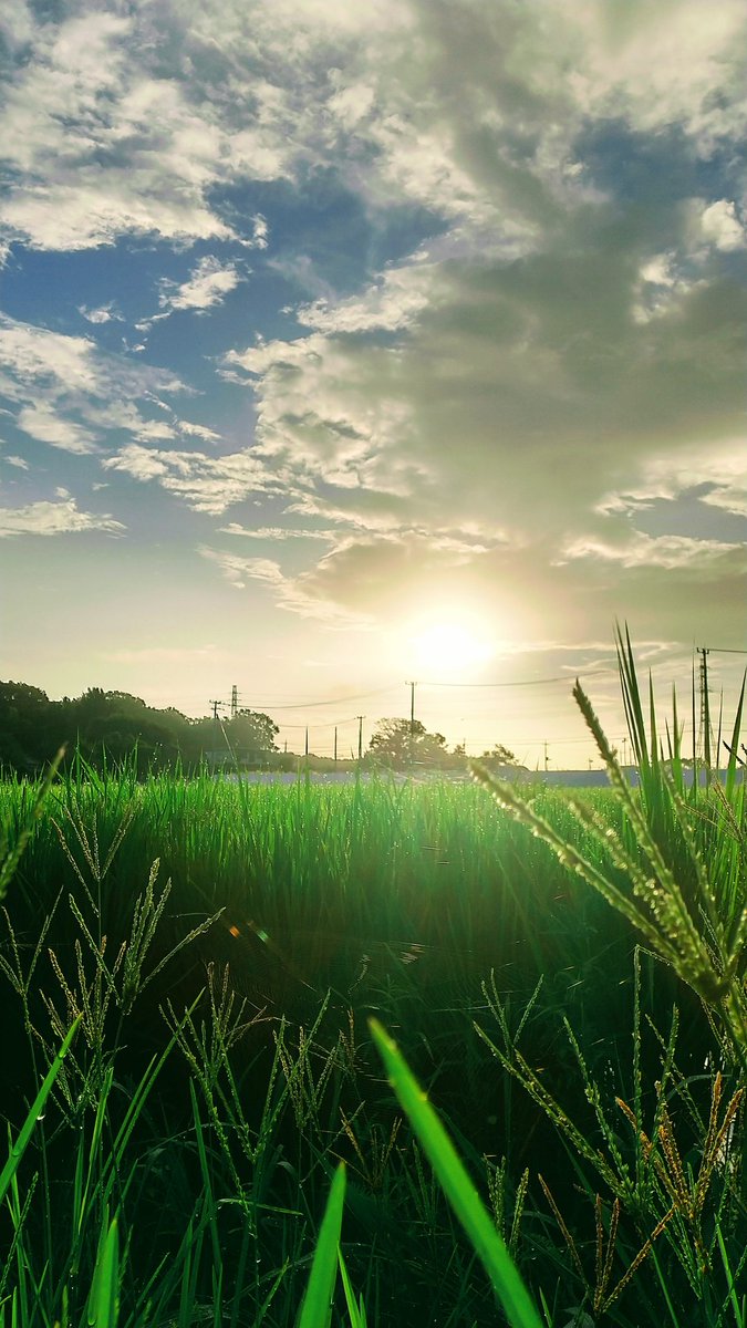 おはようございます
朝はもう雨かと思っていたら
晴れていたので☀︎
久しぶりに朝散歩🚶‍♀️
BGMはﾐﾝﾐﾝｾﾞﾐの鳴き声で(*ˊ˘ˋ*)♪
#アサソラ