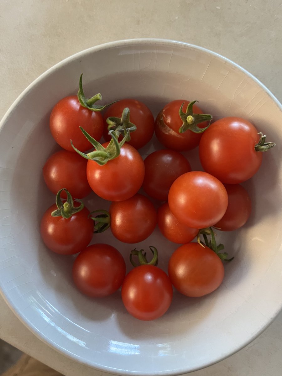 sydthesquider's tweet photo. Great time of year! ❤️ these mini tomatoes. #GrowingThings #YEG #TwinBrooks https://t.co/lnNNxgAqoV