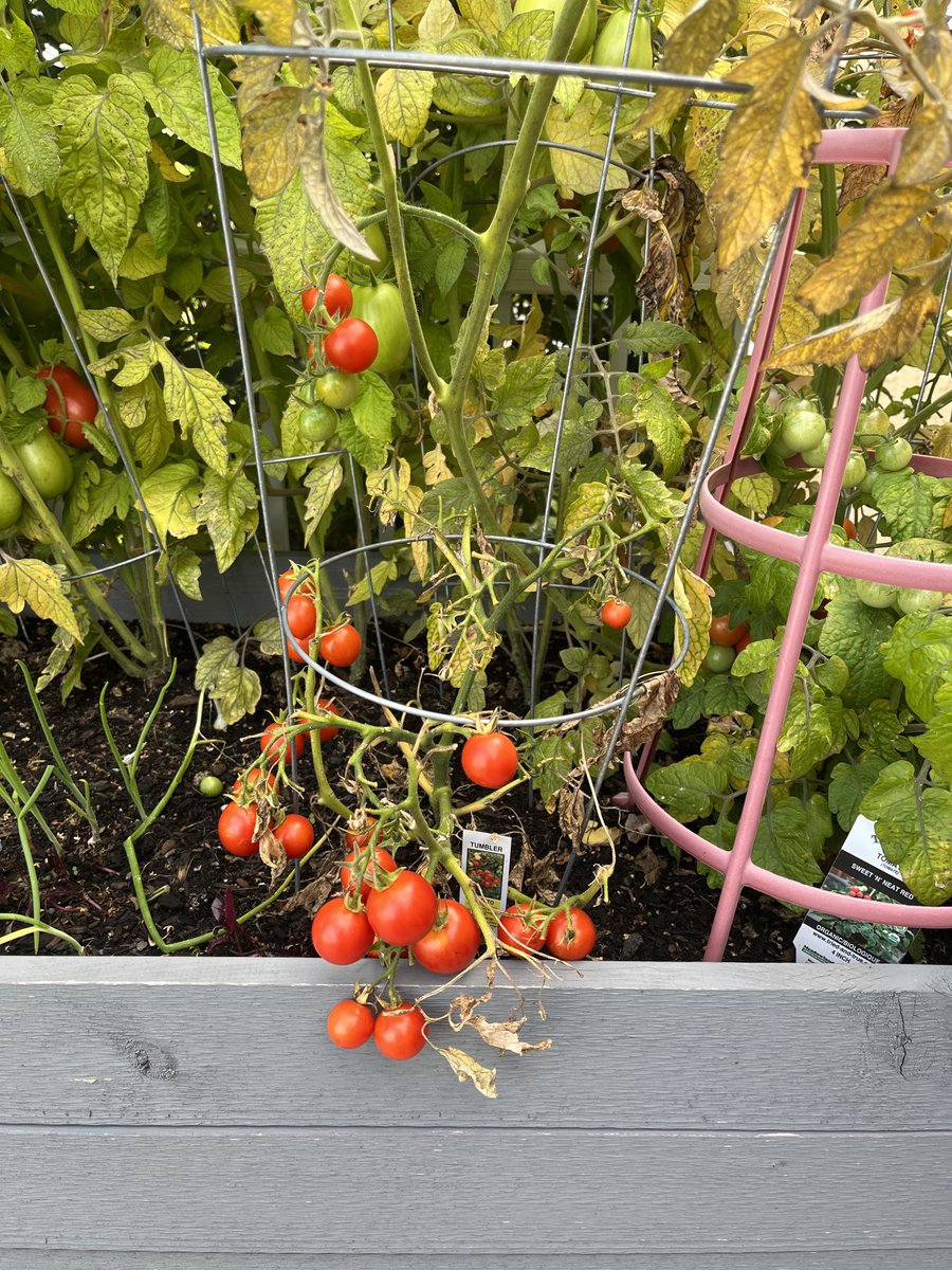 sydthesquider's tweet photo. Great time of year! ❤️ these mini tomatoes. #GrowingThings #YEG #TwinBrooks https://t.co/lnNNxgAqoV