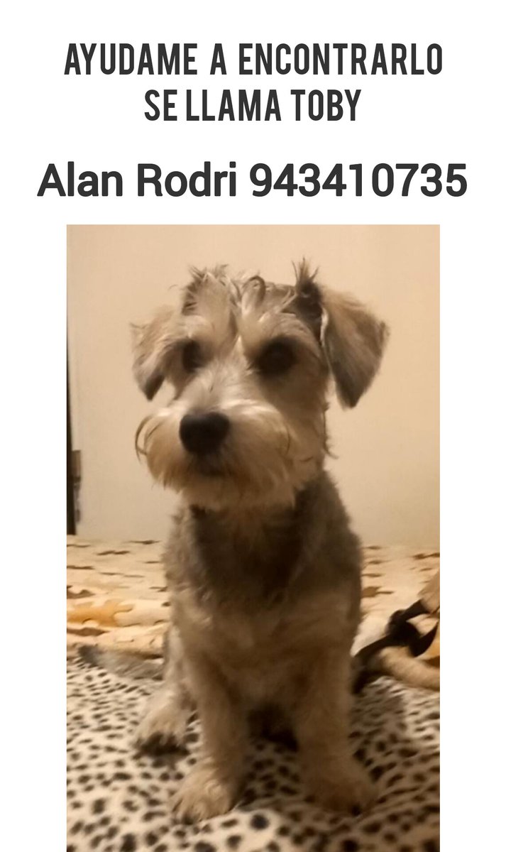 almero1982's tweet image. Este es uno de mis tuits más personales.

Se perdió Toby. 
Mi perrito.
El 02/08 a las 2pm

Lo he buscado de todas las maneras posibles.
Y sigo haciéndolo.

Espero que comida no le falte y que no esté sufriendo maltrato.

Ayúdame a encontrarlo.

Ando dias con el corazón arrugado.