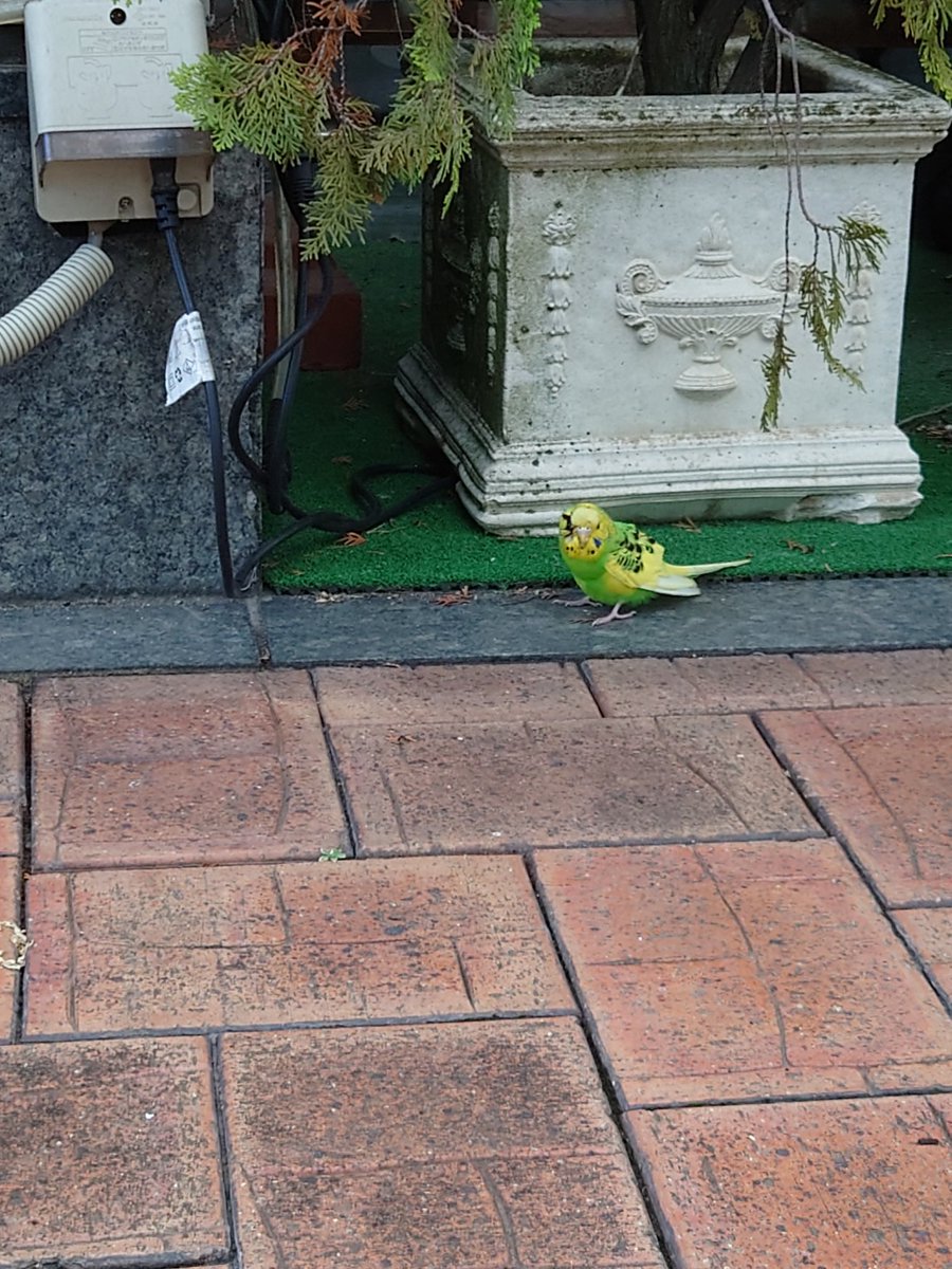 Bashiko332's tweet photo. 北与野で8/14朝8時頃セキセイインコがいました。右目怪我してます。怯えてるのかある程度近いても逃げませんが、保護しようとすると逃げてしまいます。
もし迷子インコだったら飼い主さんに届いてほしい。
#拡散希望 https://t.co/BY7iuX1dvF
