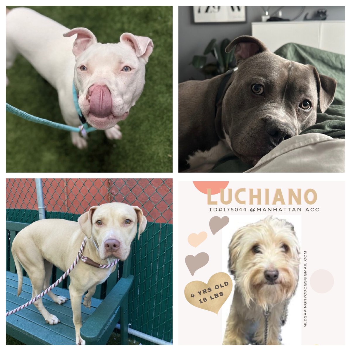 15 dogs are listed TBK in NYCACC Tuesday, 11 of those are relisted with 4 new additions. Plus the delisted dogs, Luna Skye, Sunshine, Magnum, Brunso, Bronco, Omega and Lightning are all in grave danger. Everything helps, please RT/share and pledge if you’re able. Tweets will