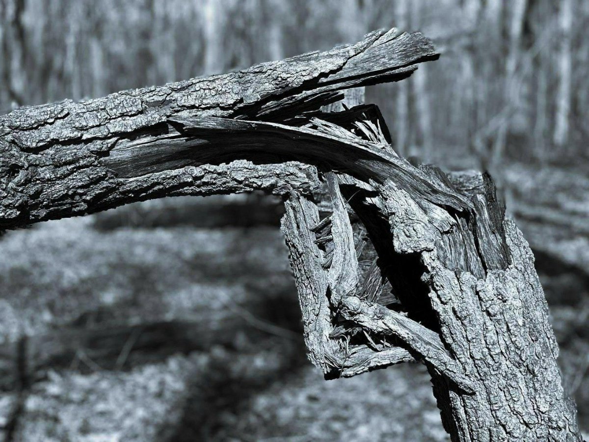 حتى إن اعتذرت الرياح .. سيظل الغصن مكسوراً 💔