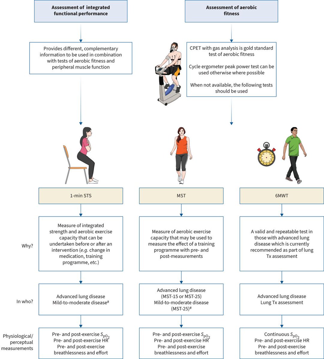 Capacidad de ejercicio funcional en fibrosis quística. Estandarización de la European CF Society 

err.ersjournals.com/content/32/169…